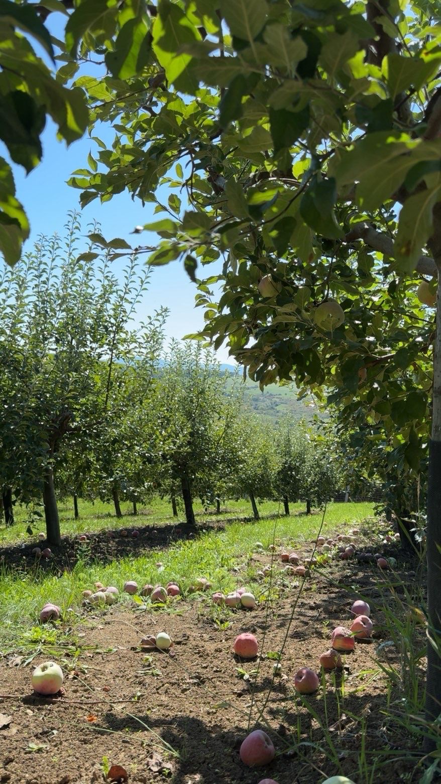 Alee din livada BioGust din Șimleu Silvaniei — meri naturali fără pesticide, Sălaj