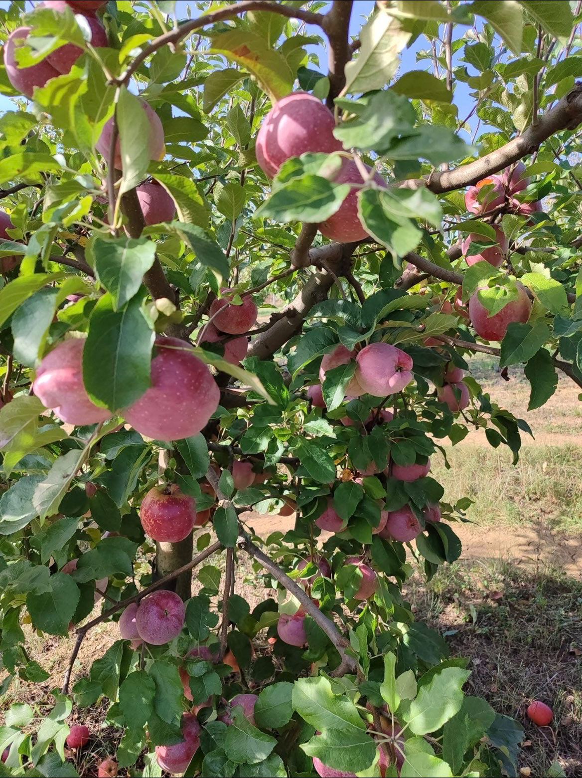 Mere coapte pe ramurile unui măr din livada proprie BioGust, Sălaj